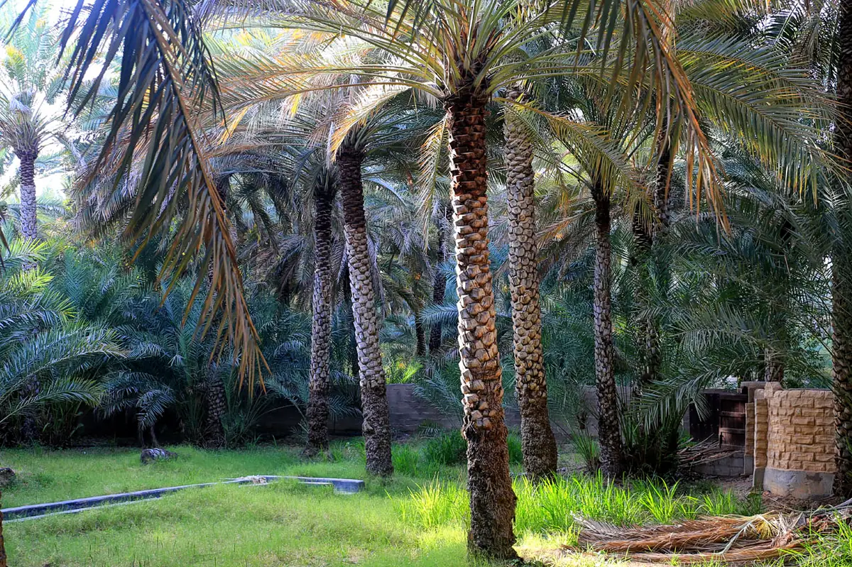 Tall date palms over green undergrowth in the Al Ain oasis, an orchard watered by ancient irrigation channels.