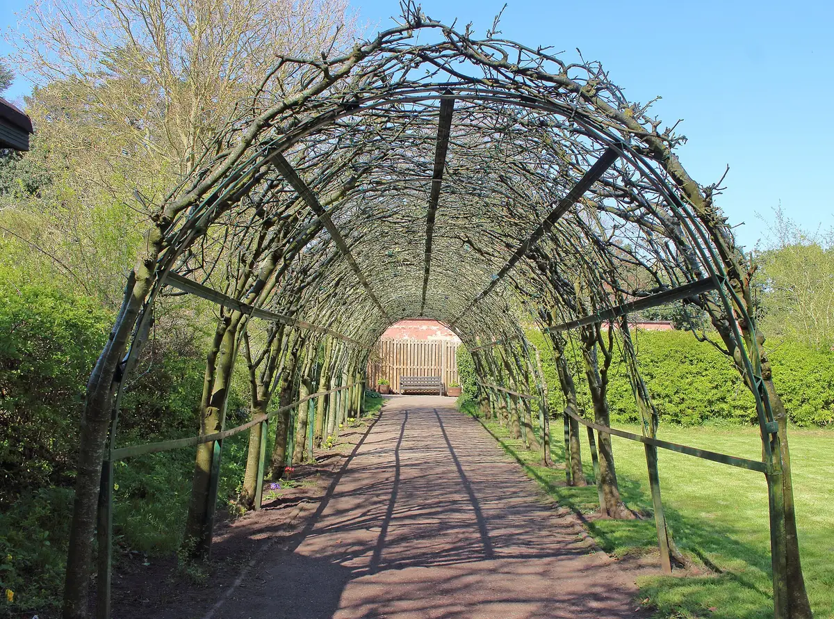 A laburnum arch forming a green tunnel through the walled garden at Royden Park, England.